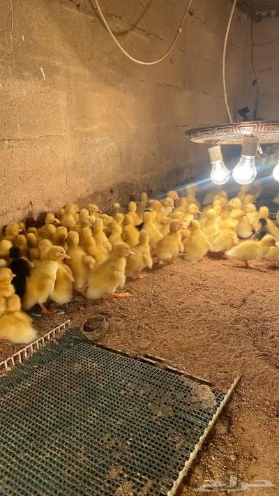 صوص بط بكيني 2