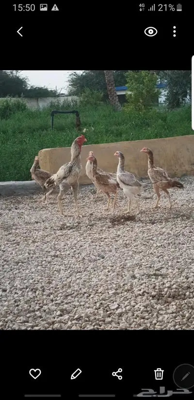 ديوك باكستاني اصل 0