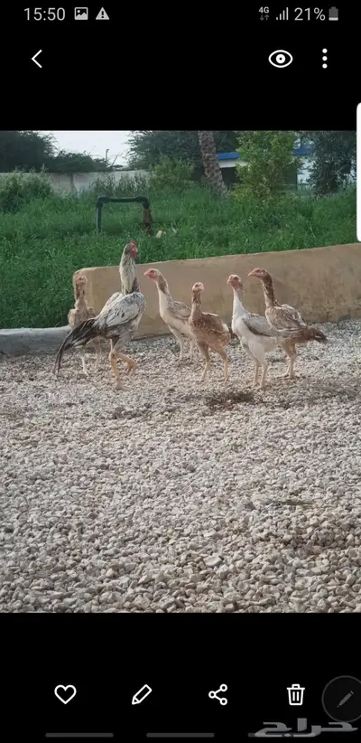 ديوك باكستاني اصل 1