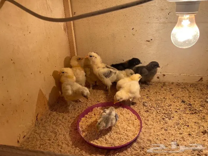 للبيع صيصان براهما 3