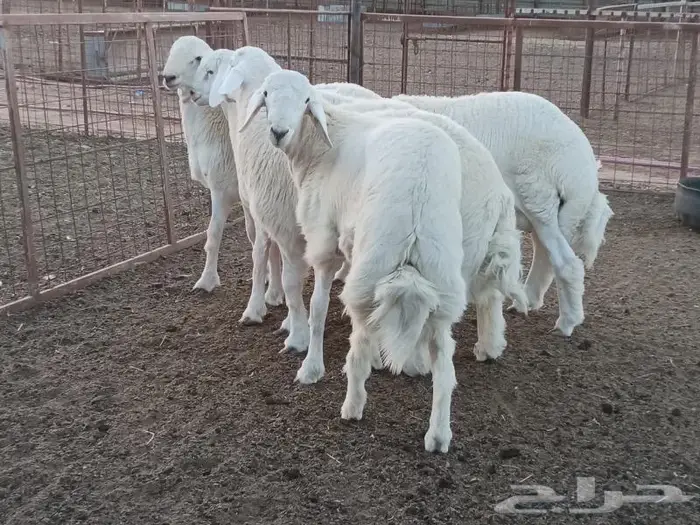 ذبايح جزلة البدائع القصيم 2