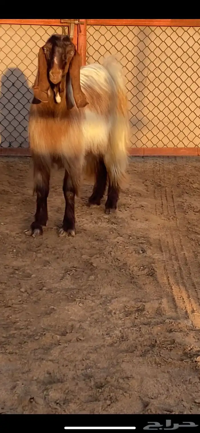فحل مصري فاخر ( تم البيع ) 2
