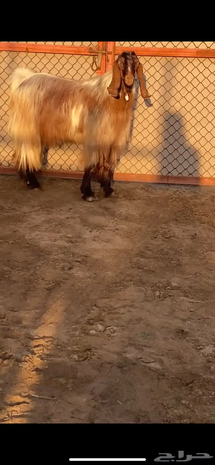 فحل مصري فاخر ( تم البيع ) 1