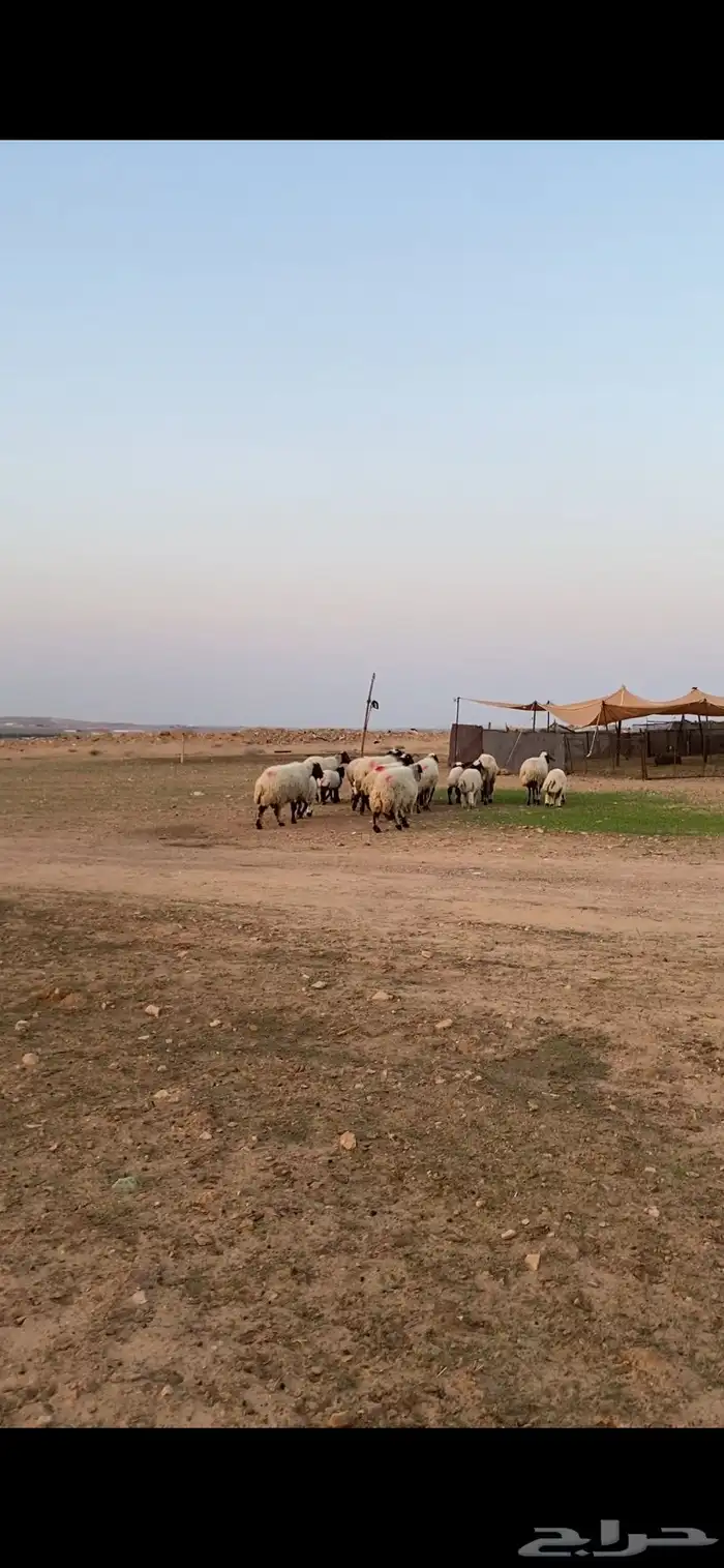 متابيع نعيم إعيالها ذبايح 15 معهن 17 5