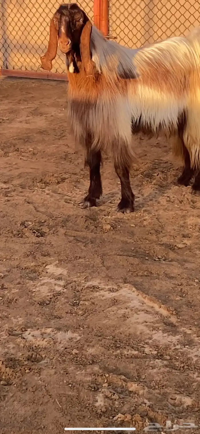 فحل مصري فاخر ( تم البيع ) 0