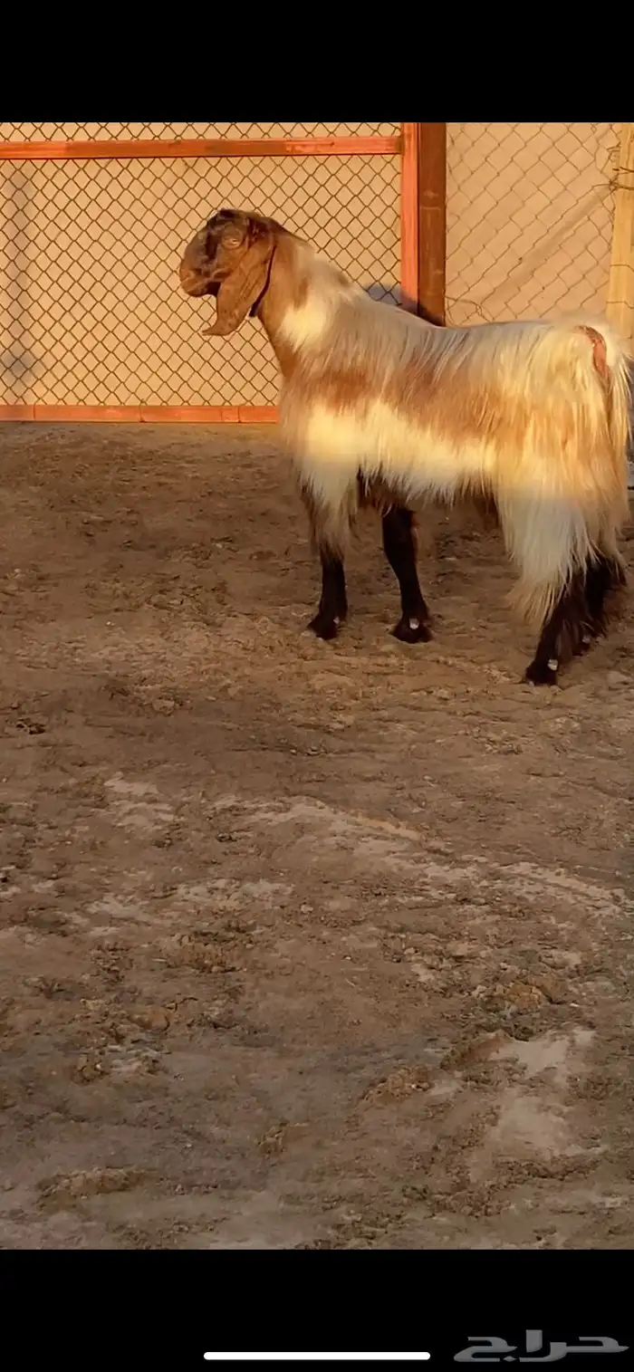 فحل مصري فاخر ( تم البيع ) 3