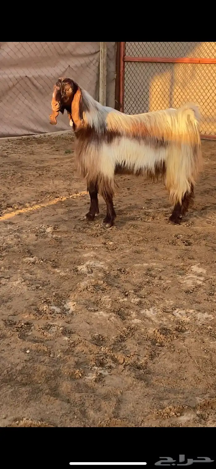 فحل مصري فاخر ( تم البيع ) 4