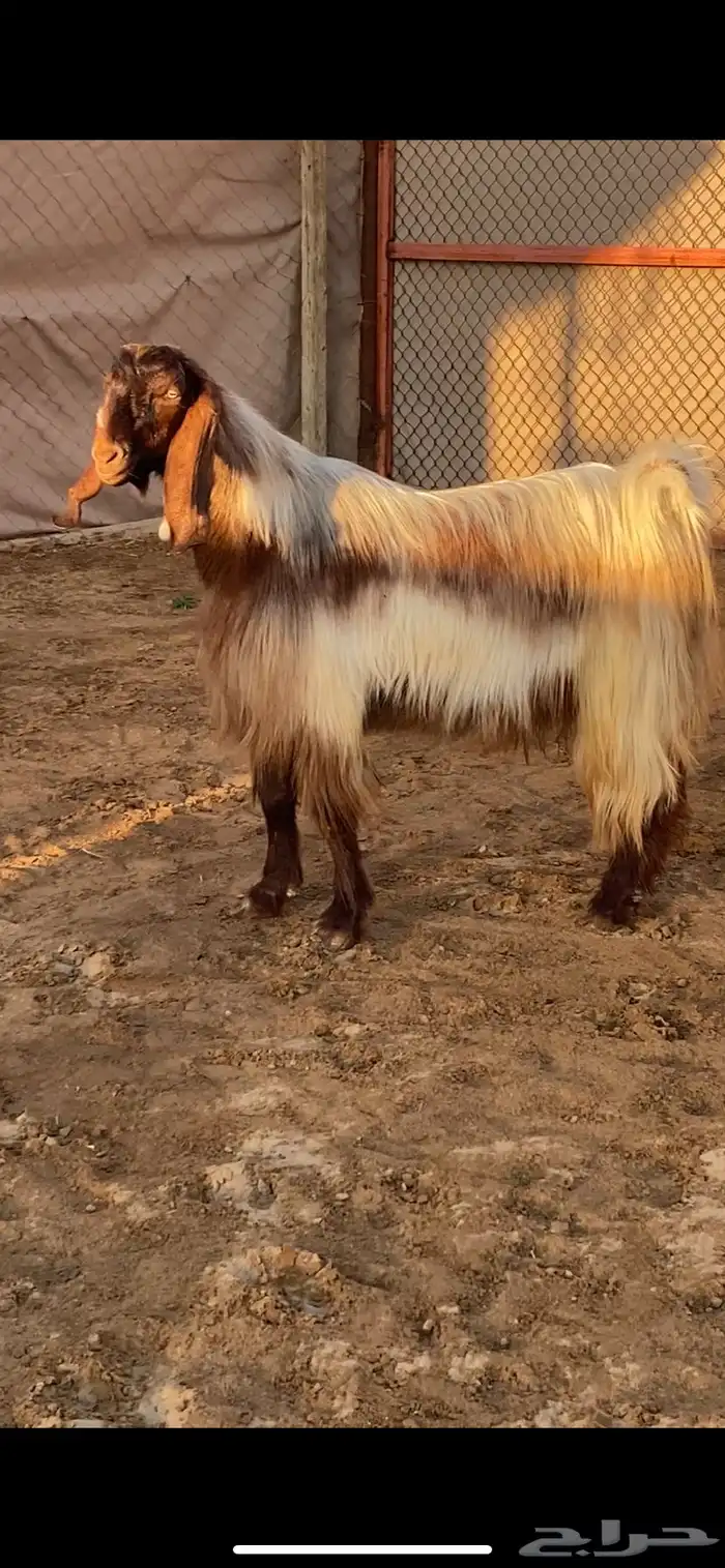 فحل مصري فاخر ( تم البيع ) 5