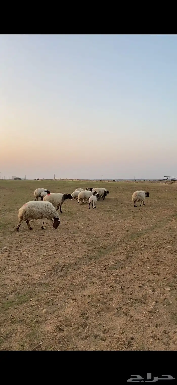 متابيع نعيم إعيالها ذبايح 15 معهن 17 2