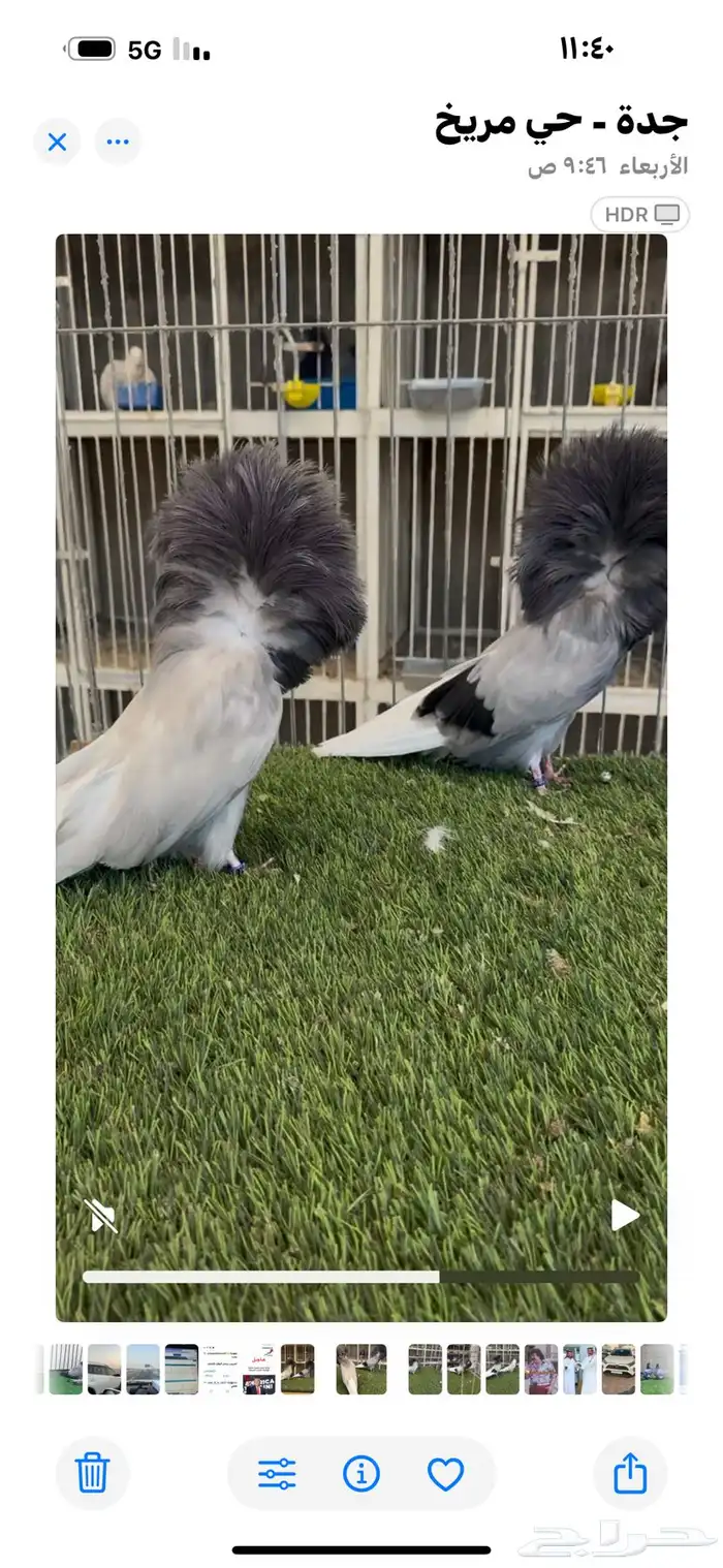 جوز جاكوبين 7