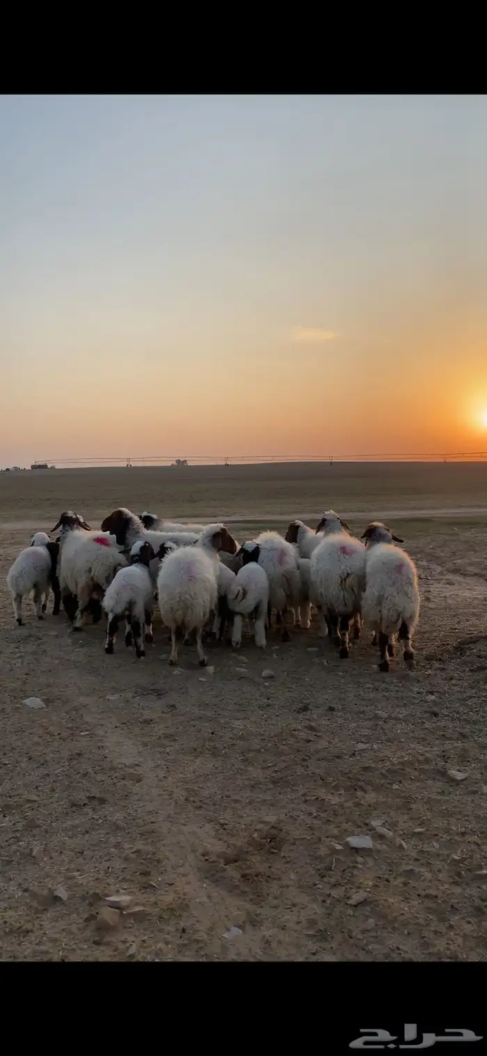 متابيع نعيم إعيالها ذبايح 15 معهن 17 4