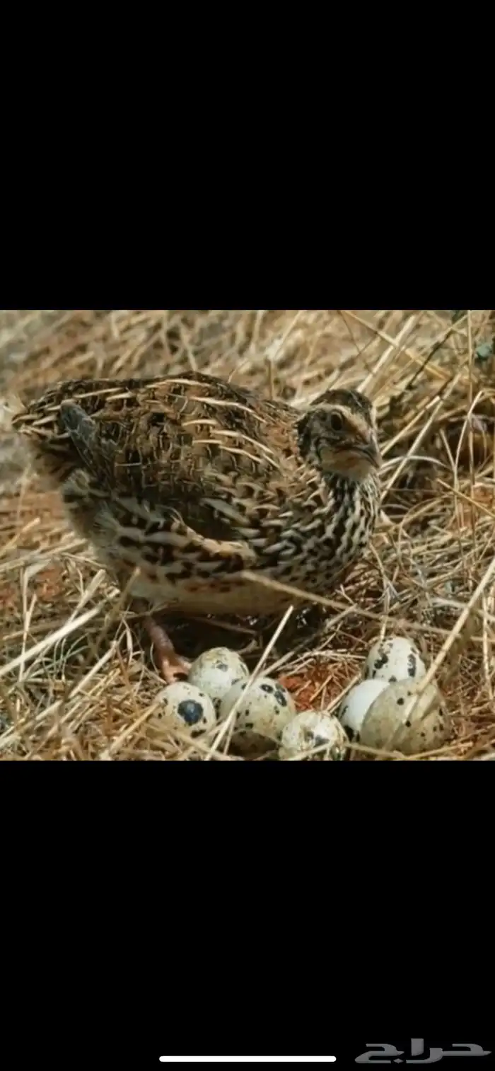 سمان فري ذبح وتربيه سوبر جامبو 4