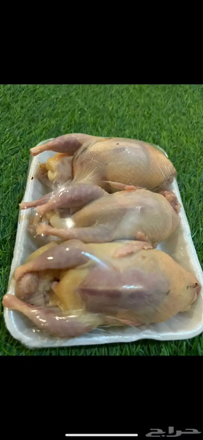 سمان فري ذبح وتربيه سوبر جامبو 3