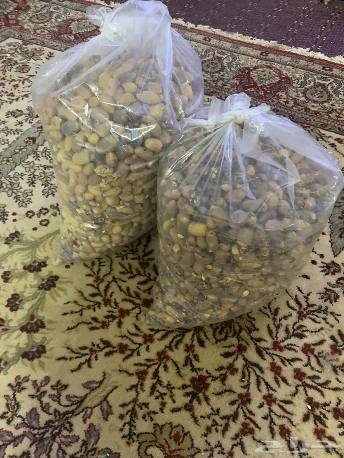 بذور اللوب او الهجيلج او تمرة الصحرء 3