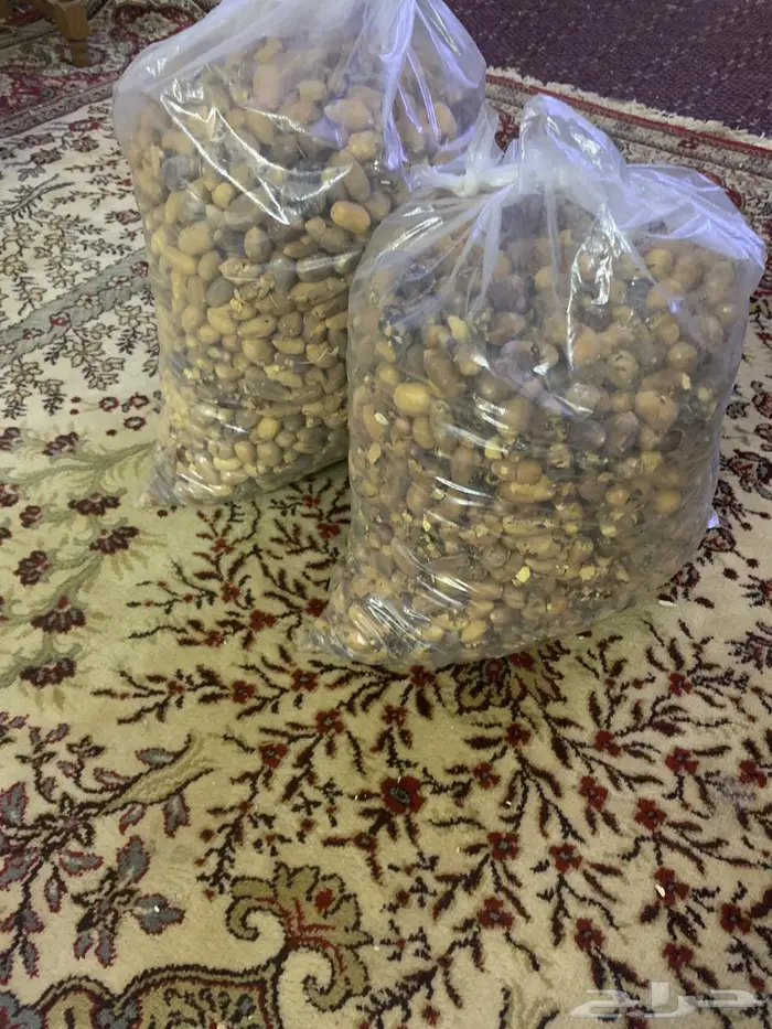 بذور اللوب او الهجيلج او تمرة الصحرء 2