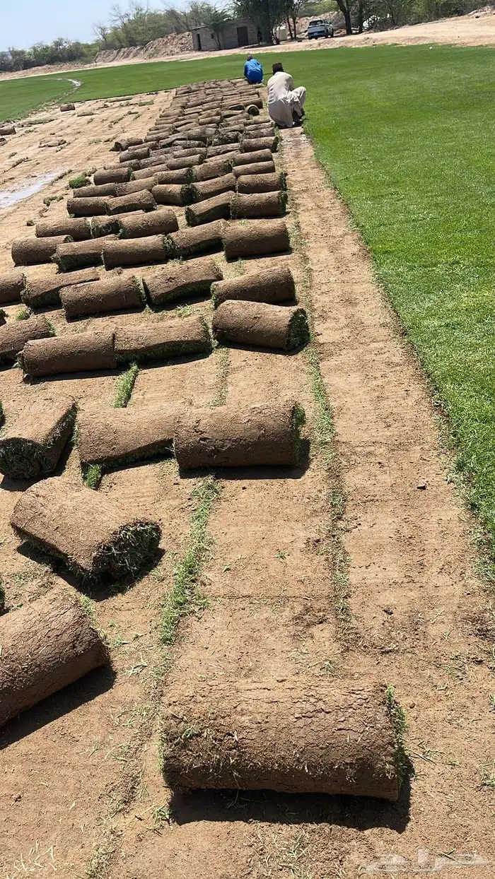 نجيل طبيعي 2