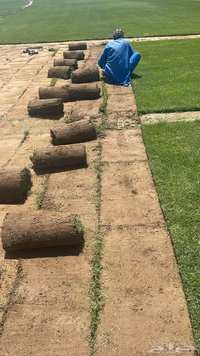 نجيل طبيعي 6