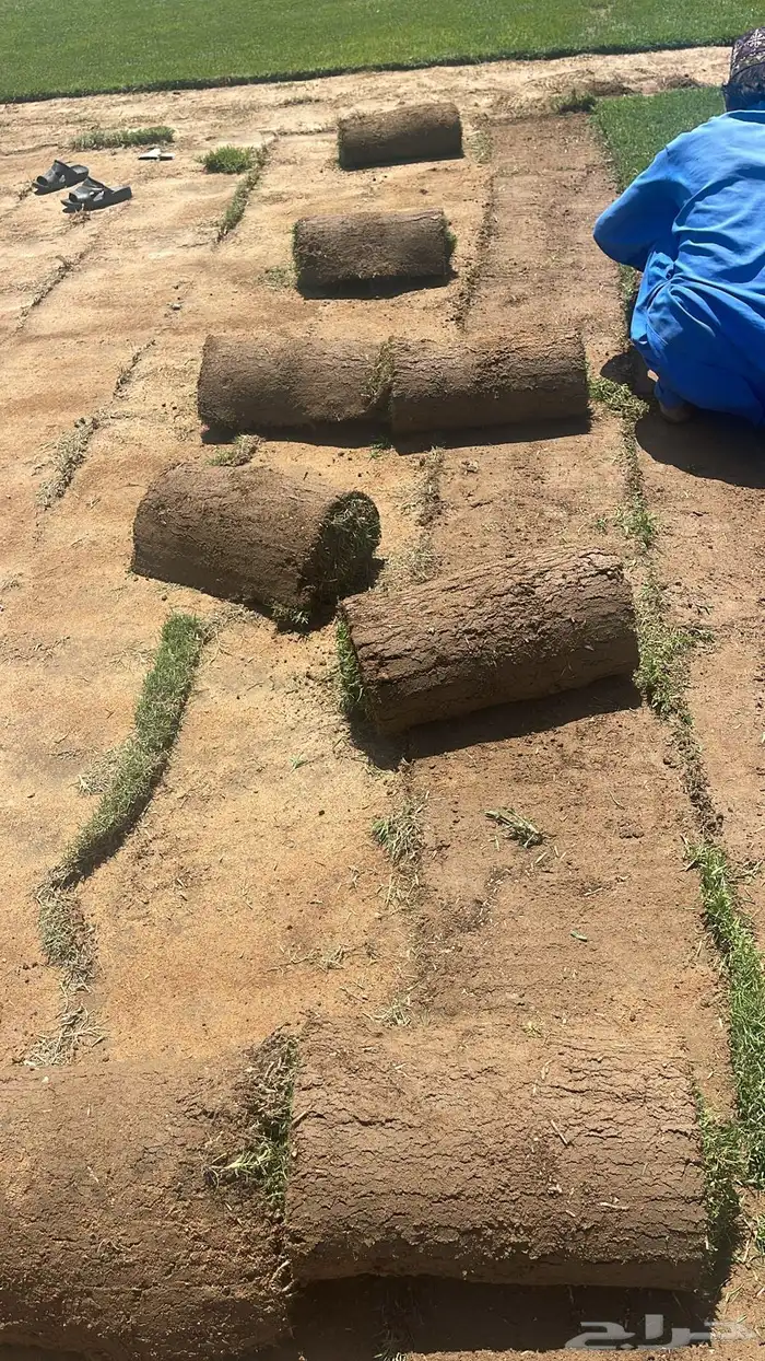 نجيل طبيعي 5