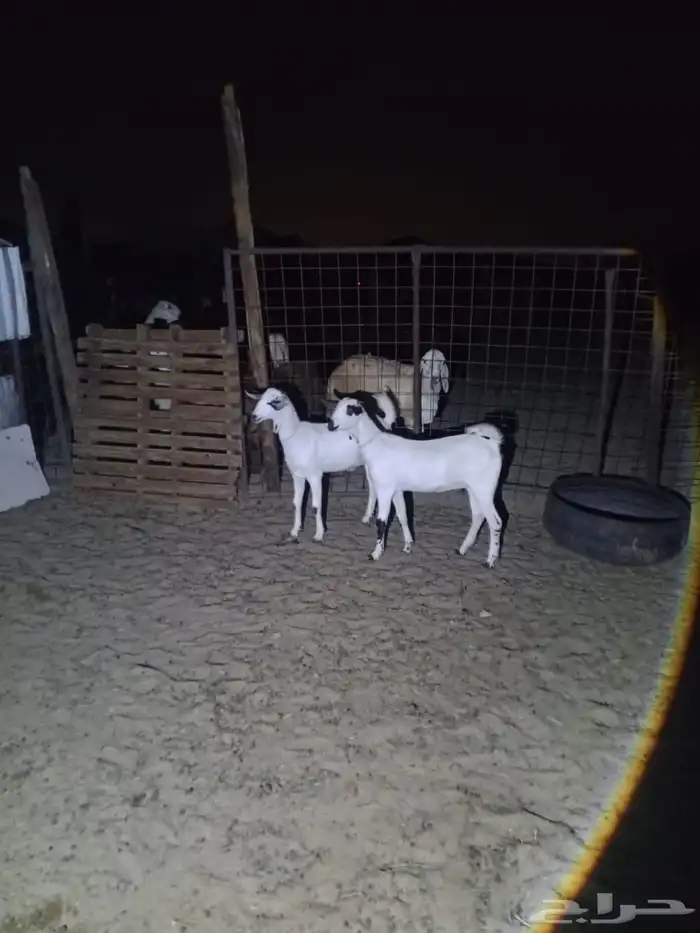 الشميسي طريق الخواجات 0