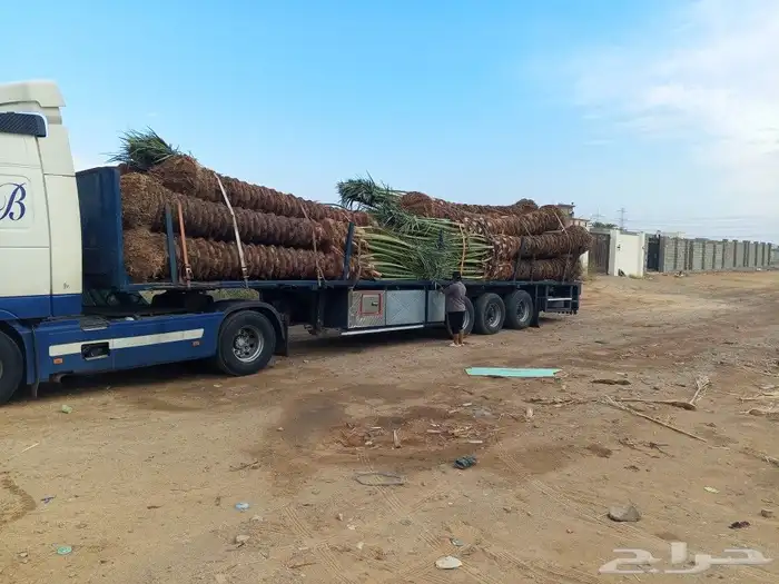 يوجد لدينا نخل عربي مثمر بجميع انواعه وجميع المقاسات جده مكه 7