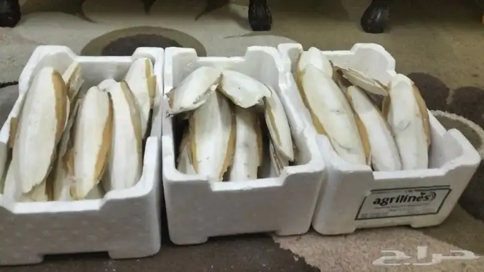 حبار للطيور 0