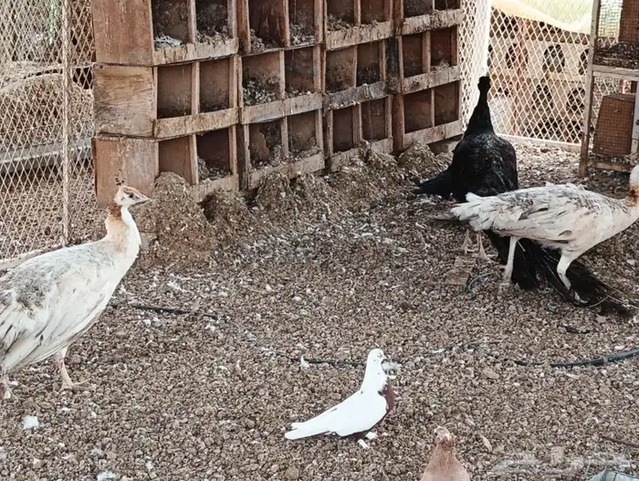 طاووس برونز طقم 2
