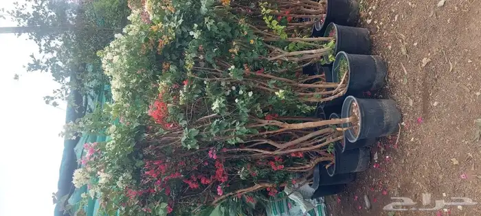 جهنميه ياسمين زهور جميع لشجار متوفر 11