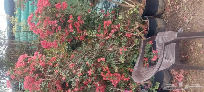 جهنميه ياسمين زهور جميع لشجار متوفر 2