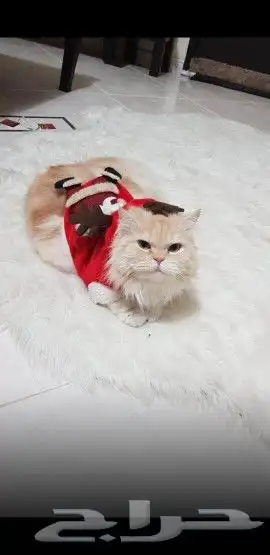 غسيل ترويش قطط 1