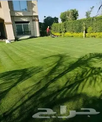 ثيل طبيعي جميع انواع الثيل الطبيعي السي2000 فرنسي 0