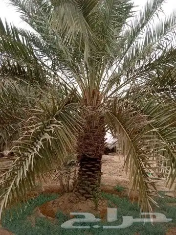 نخيل خلاص 3