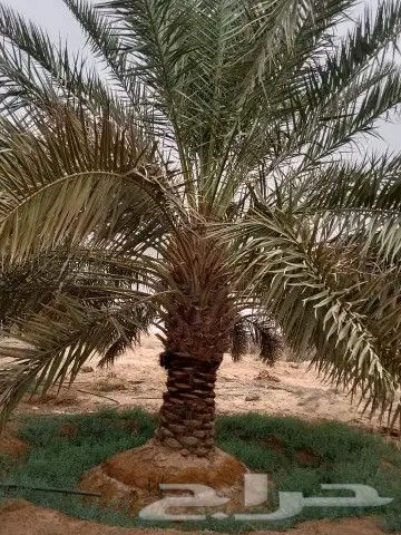 نخيل خلاص 1
