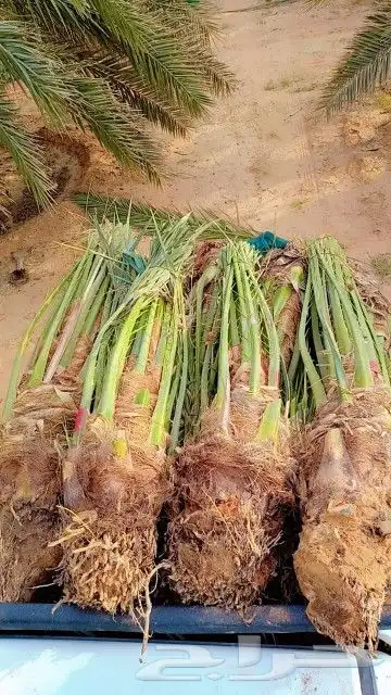 التوريد جميع انواع النخيل وجميع المقسات ونقوم بقلع وغرس وتكر 5