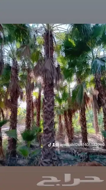 نخل عربي وواشنطنيا 9