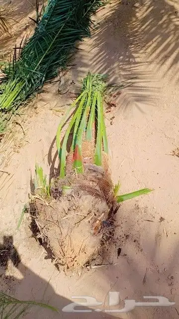 التوريد جميع انواع النخيل وجميع المقسات ونقوم بقلع وغرس وتكر 6