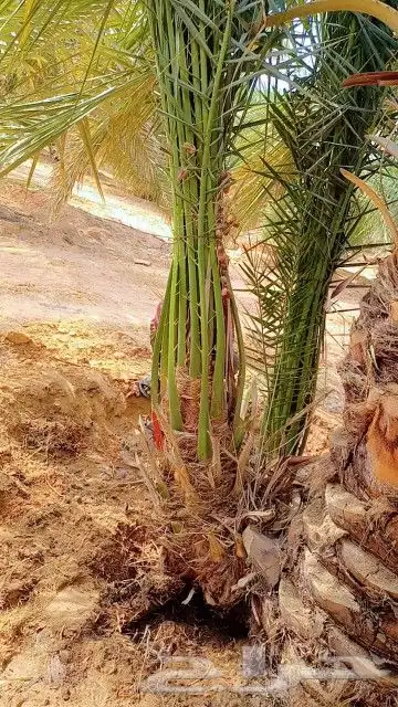 التوريد جميع انواع النخيل وجميع المقسات ونقوم بقلع وغرس وتكر 3