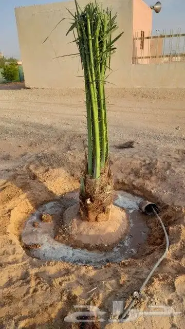 التوريد جميع انواع النخيل وجميع المقسات ونقوم بقلع وغرس وتكر 2