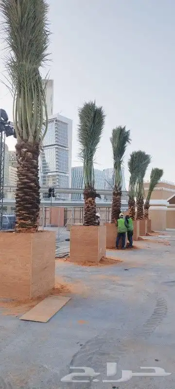 يوجد لدينا جميع انواع النخيل ونقوم تركيب جميع انواع الشبوك 3