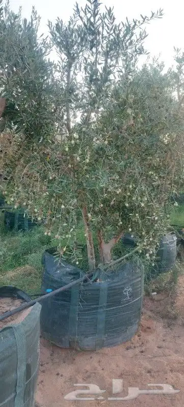 نخل واشجار 2