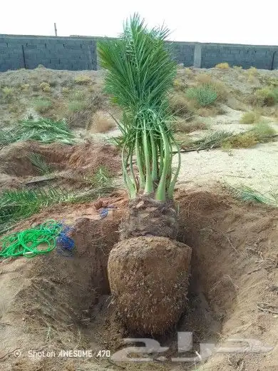 التوريد جميع انواع النخيل وجميع المقسات ونقوم بقلع وغرس وتكر 4