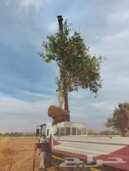 نخل واشجار 9