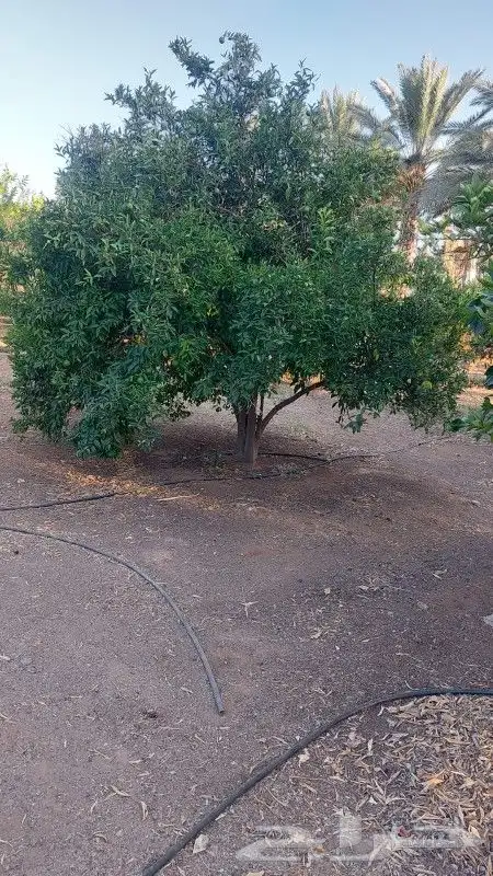 نخل واشجار 4