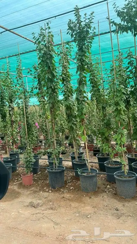 جهنميه ياسمين زهور جميع لشجار متوفر 14