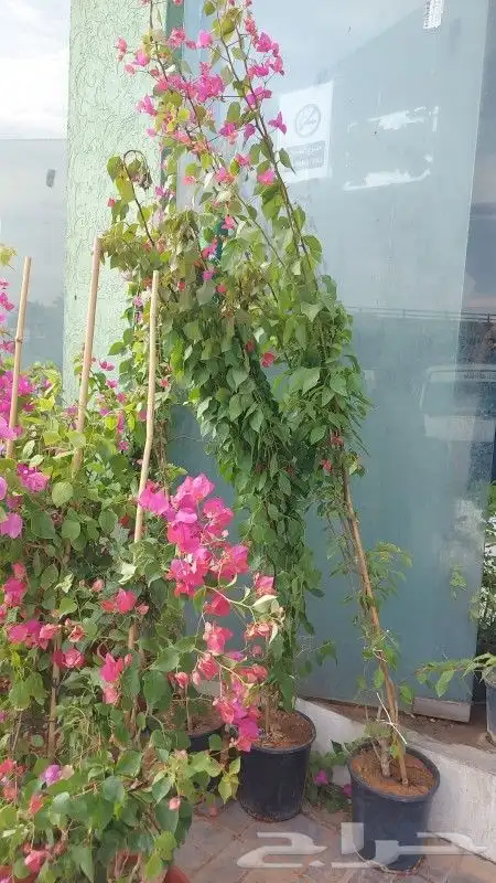 جهنميه ياسمين زهور جميع لشجار متوفر 12