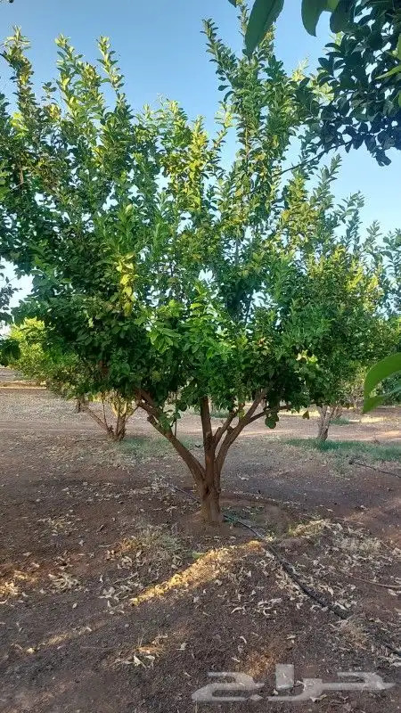 نخل واشجار 6