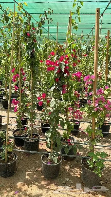 جهنميه ياسمين زهور جميع لشجار متوفر 7