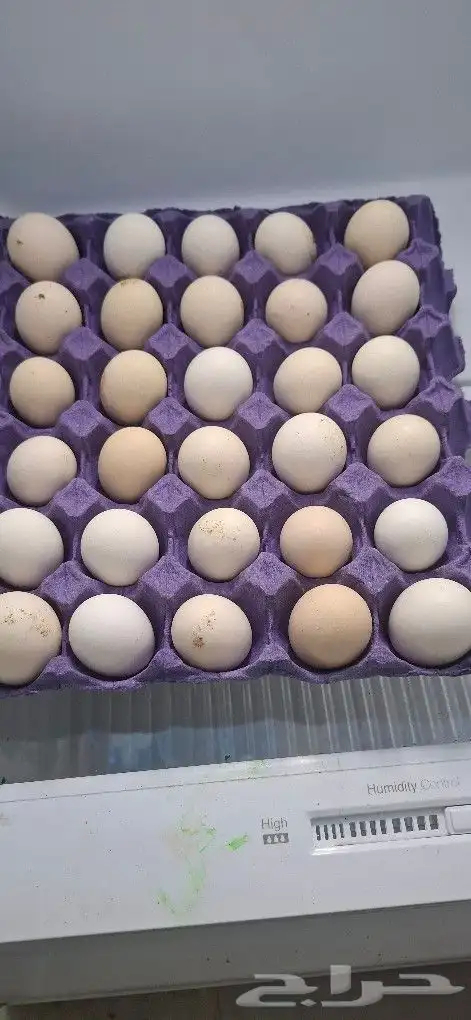 بيض بلدي للاكل 1