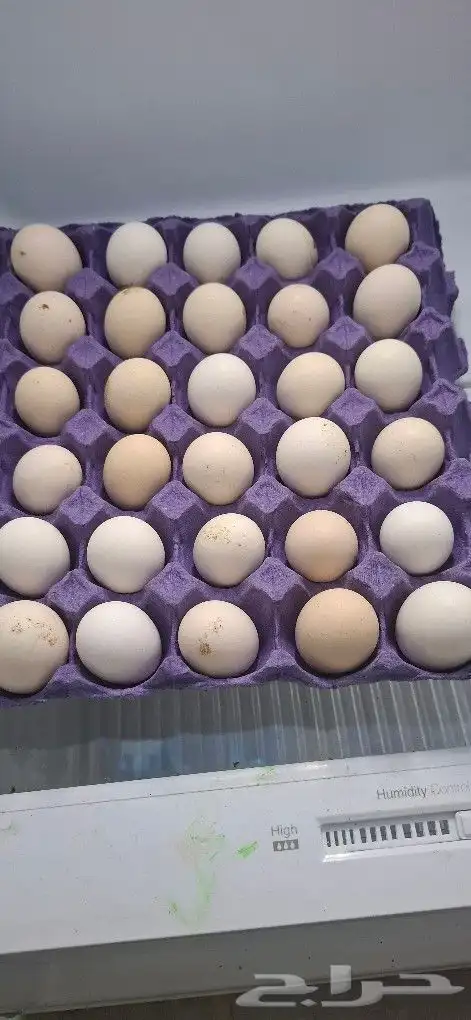 بيض بلدي للاكل 0