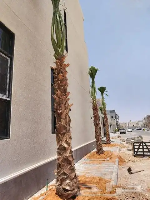 نخل واشنطن فاخر للبيع  على الشرط في الجوده 6