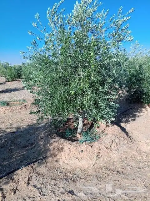 يوجد لدينا أنواع الشجرة والزيتون المعمر والمقصوصه 5